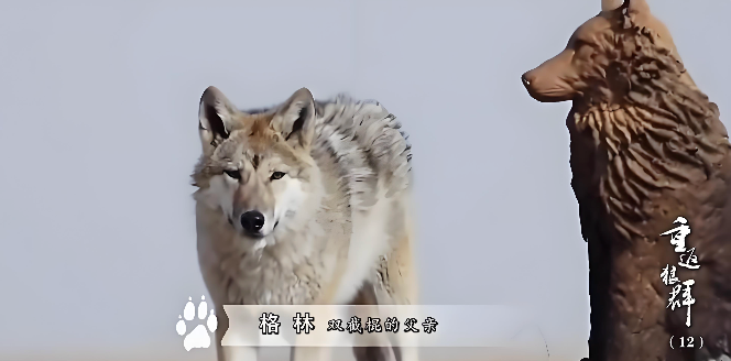 格林狼纪录片是真的吗 ？格林狼还在吗? - 乐哥常识网